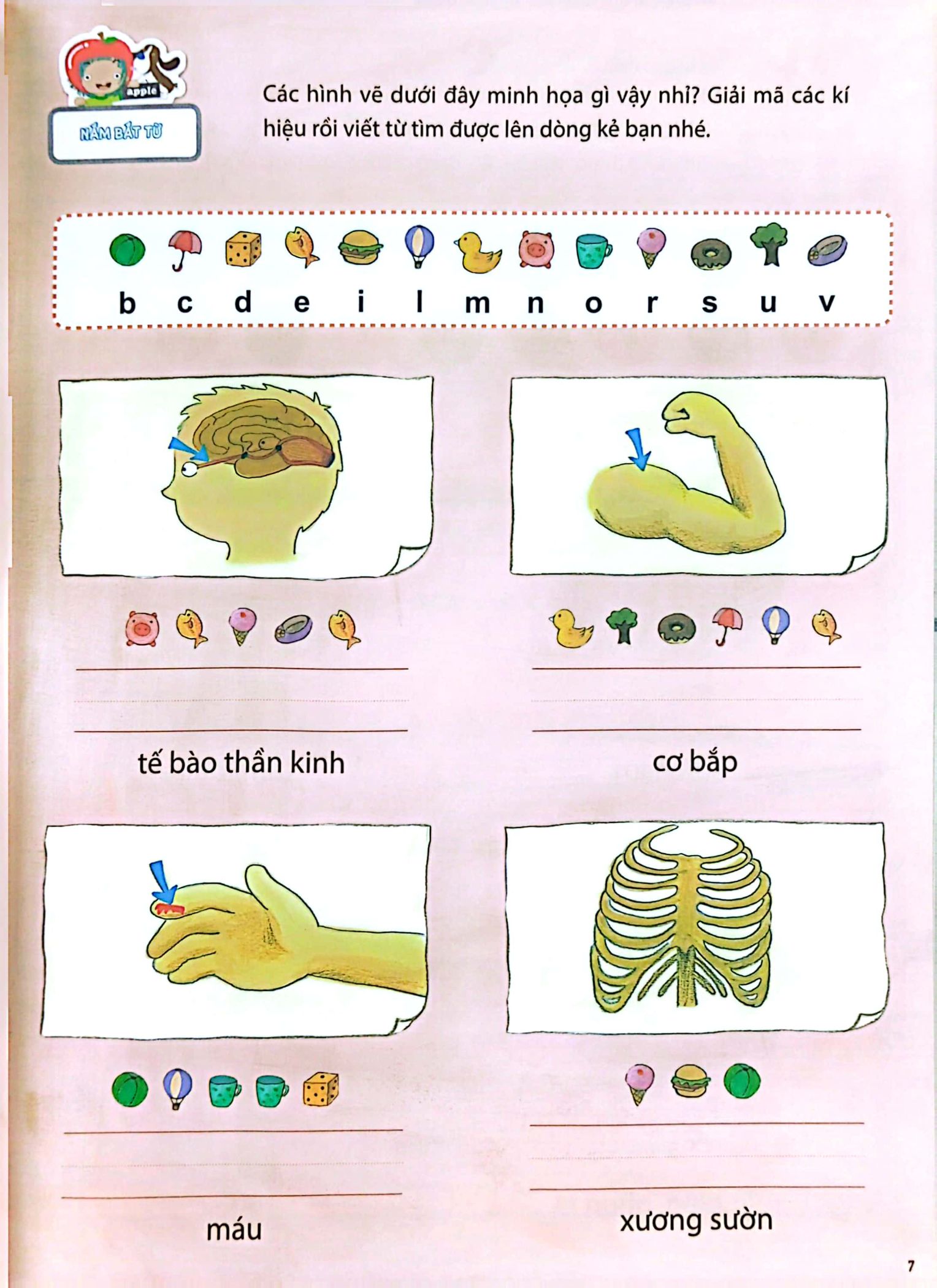 bộ all story - inside your body - bên trong cơ thể bạn - trình độ 2 (tập 6) - Ảnh 7