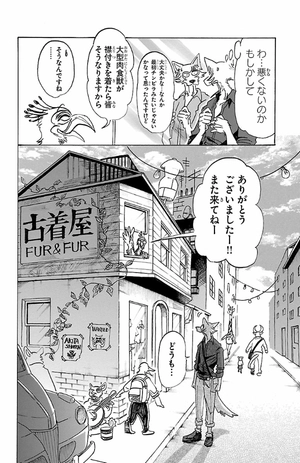 bộ beastars 14 - Ảnh 11