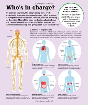 how the body works: big stuff simply explained - Ảnh 8