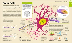how the brain works: the facts visually explained (how things work) - Ảnh 3