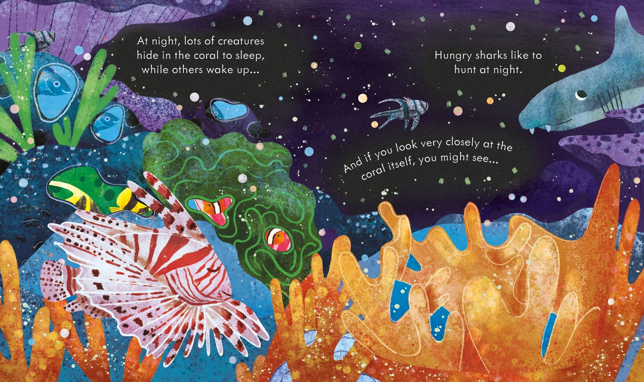 peep inside a coral reef - Ảnh 3