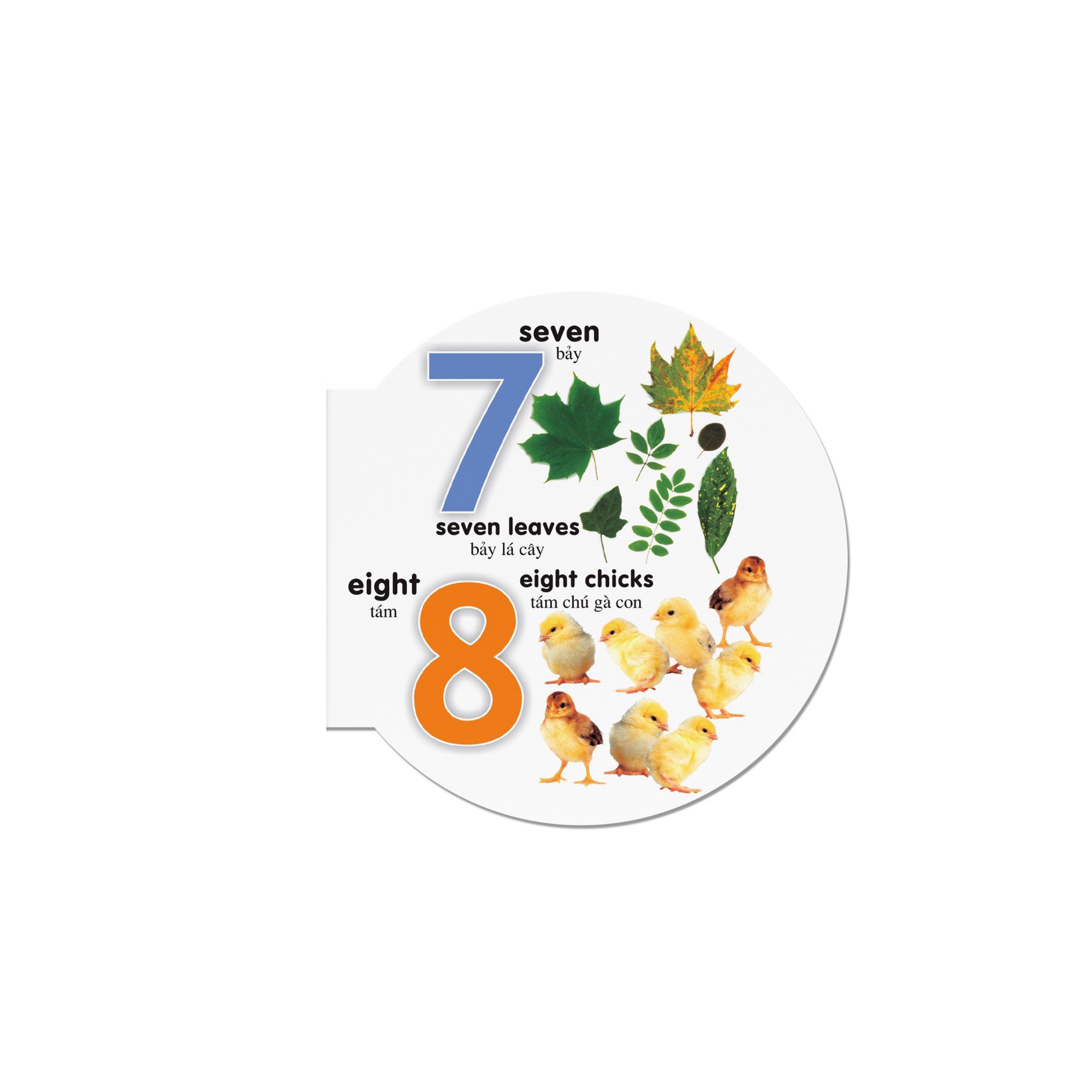 picture dictionary - từ điển bằng hình - numbers - số đếm - bìa cứng (tái bản 2023) - Ảnh 4