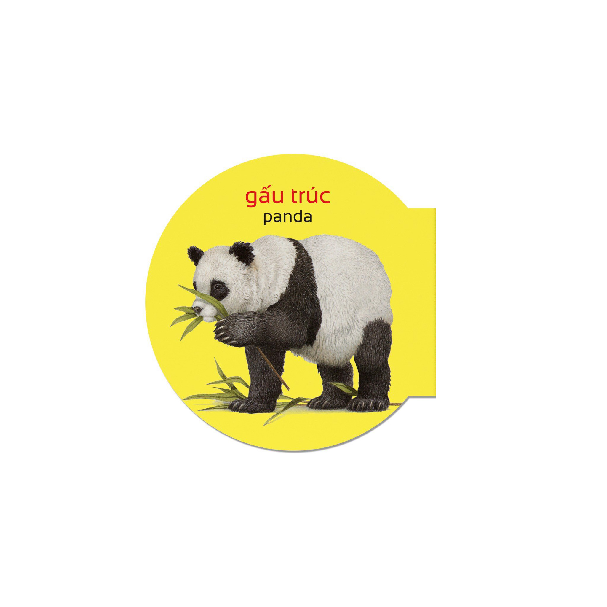 picture dictionary - từ điển bằng hình - wild animails - động vật hoang dã - bìa cứng (tái bản 2023) - Ảnh 3