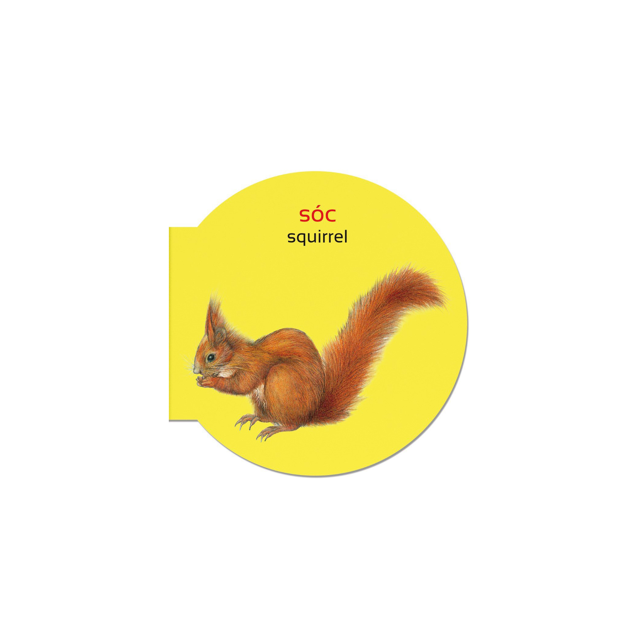 picture dictionary - từ điển bằng hình - wild animails - động vật hoang dã - bìa cứng (tái bản 2023) - Ảnh 4