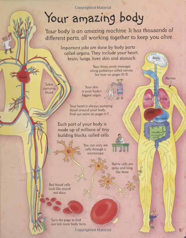 see inside your body - Ảnh 4