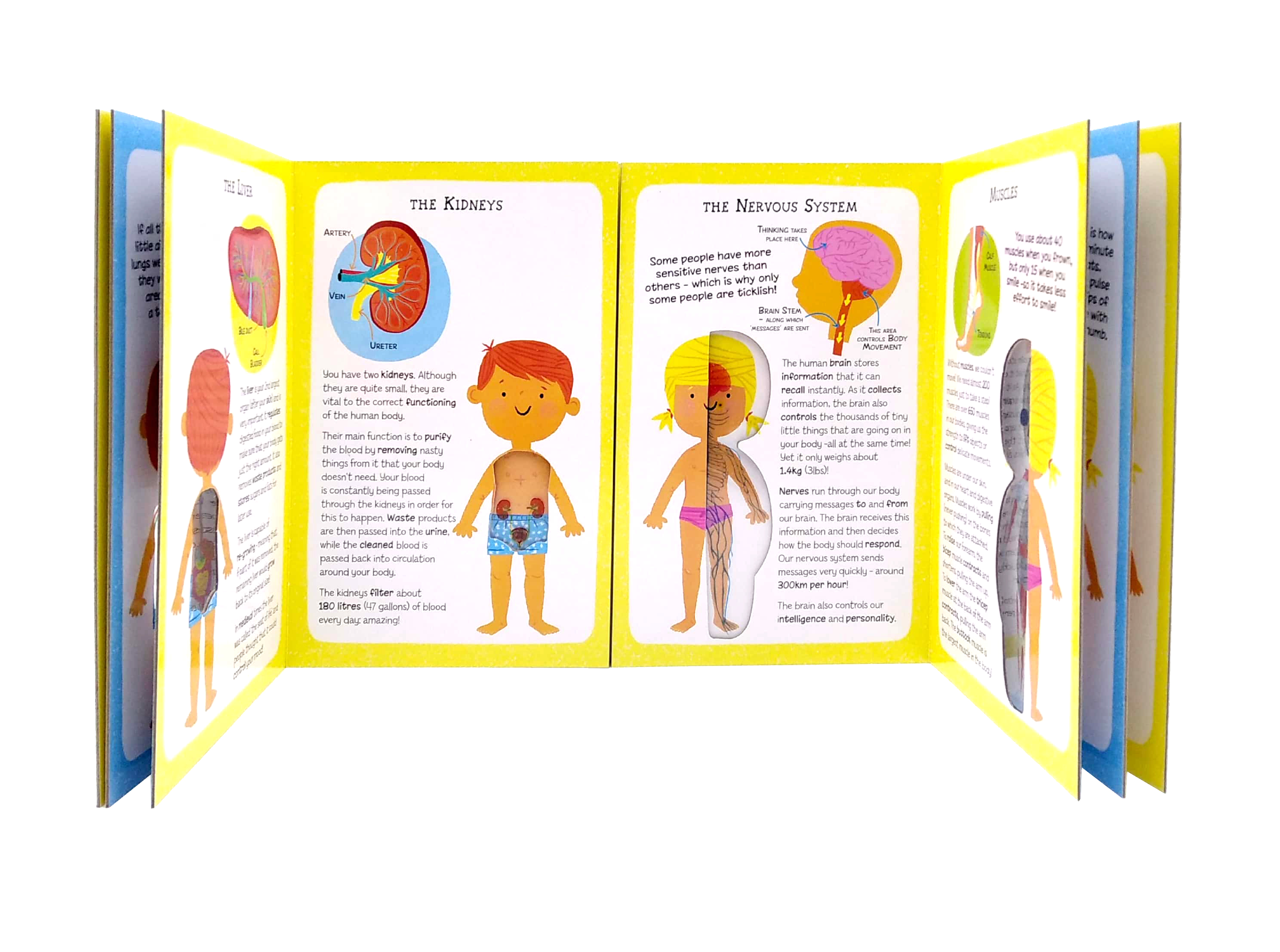 the incredible human body - my first human body book - new version - Ảnh 5